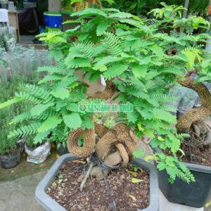 me-bonsai-1