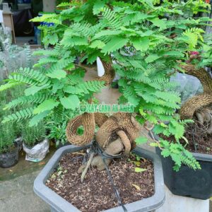 me-bonsai-7