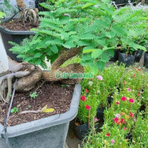 me-bonsai-8