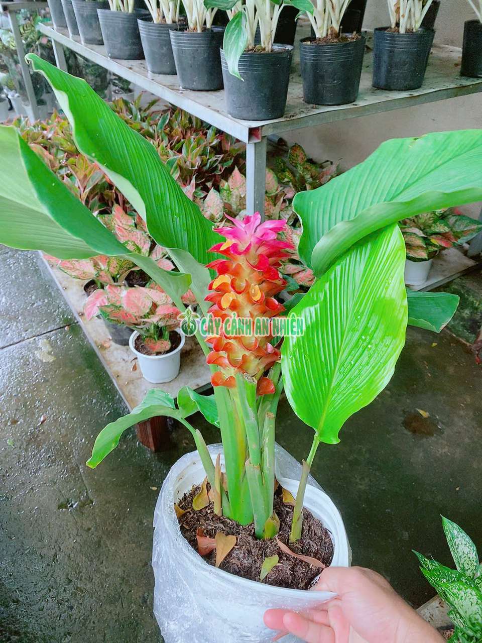 nghe-tay-nghe-hong-1 nghe-tay-nghe-hong-1