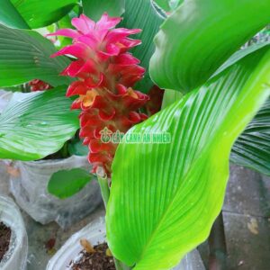 Cây Tulip Thái Lan (Nghệ Lá Từ Cô) 40cm nghe-tay-nghe-hong-2
