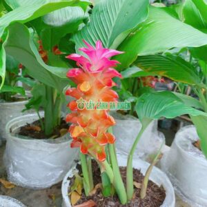 Cây Tulip Thái Lan (Nghệ Lá Từ Cô) 40cm nghe-tay-nghe-hong-4