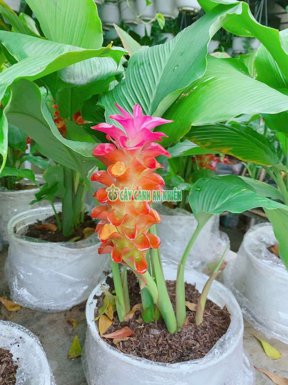 nghe-tay-nghe-hong-4 nghe-tay-nghe-hong-4