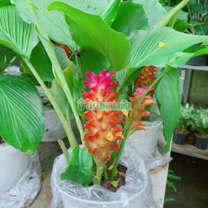 Cây Tulip Thái Lan (Nghệ Lá Từ Cô) 40cm nghe-tay-nghe-hong-5