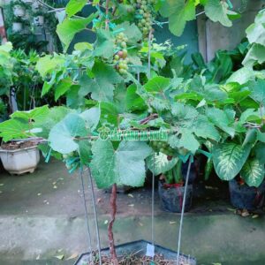 nho-keo-2-tang-4