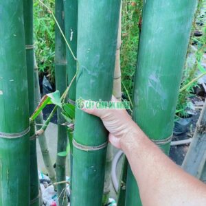 Cây Tre Xanh Lớn tre-xanh-lon-1
