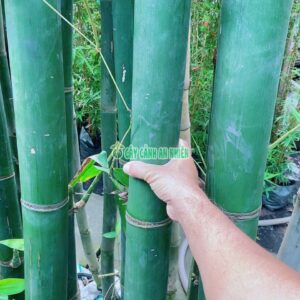 Cây Tre Xanh Lớn tre-xanh-lon-2