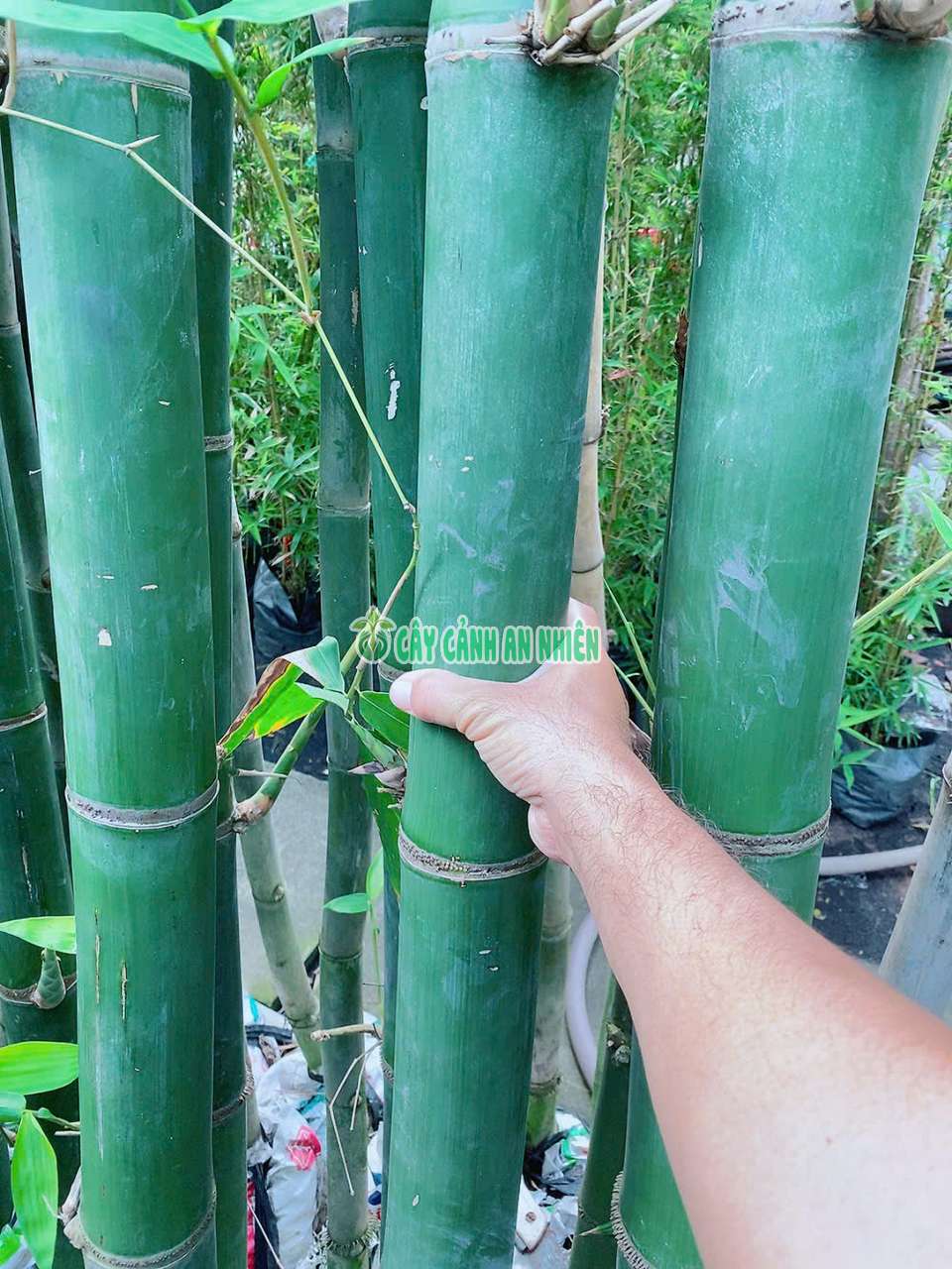 tre-xanh-lon-2 tre-xanh-lon-2