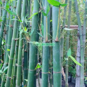 Cây Tre Xanh Lớn tre-xanh-lon-3