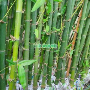 Cây Tre Xanh Lớn tre-xanh-lon-4
