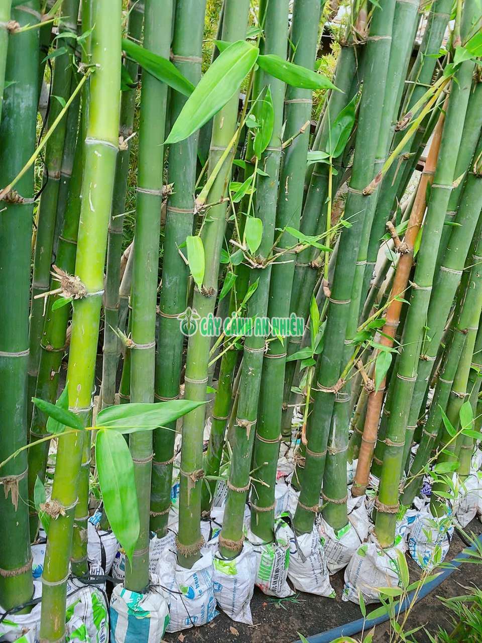 tre-xanh-lon-4 tre-xanh-lon-4