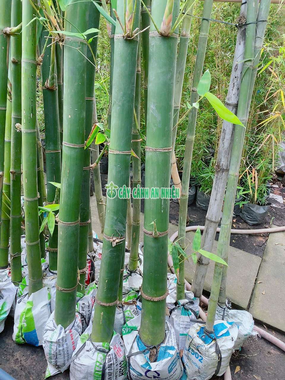 tre-xanh-lon-5 tre-xanh-lon-5