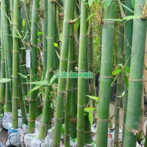 Cây Tre Xanh Lớn tre-xanh-lon-6