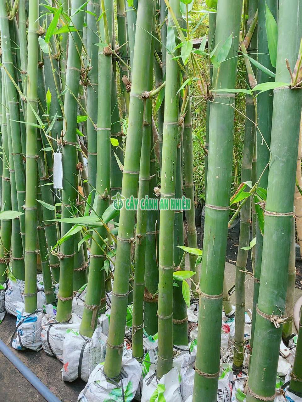 tre-xanh-lon-6 tre-xanh-lon-6