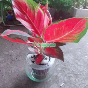 van-loc-do-thuy-sinh-1