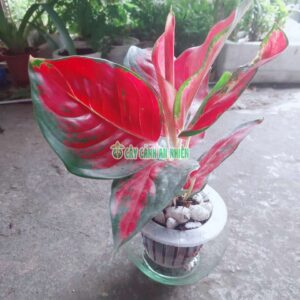 van-loc-do-thuy-sinh-2
