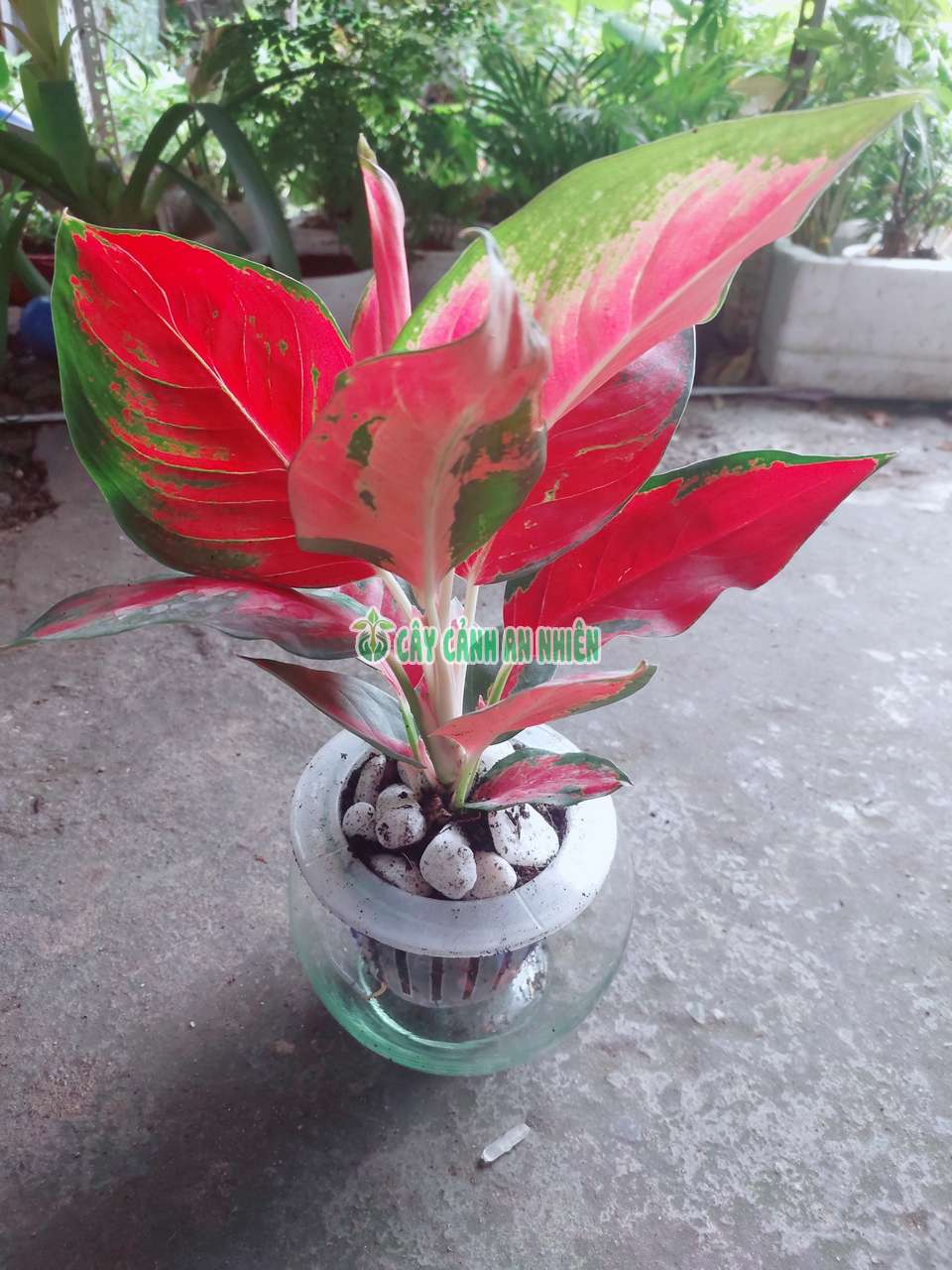 van-loc-do-thuy-sinh-3