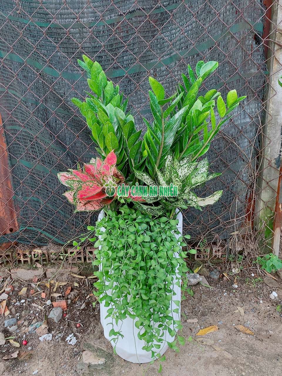 kiem-tien-tieu-canh-1