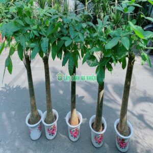 Chậu Kim Ngân 1 Thân Lớn kim-ngan-1-than-lon-1