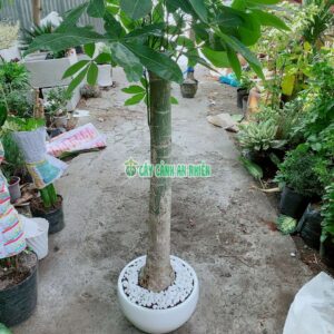 Chậu Kim Ngân 1 Thân Lớn kim-ngan-1-than-lon-4