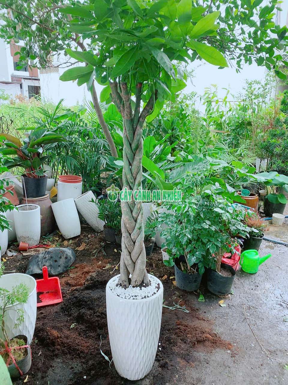 kim-ngan-binh-lon-6