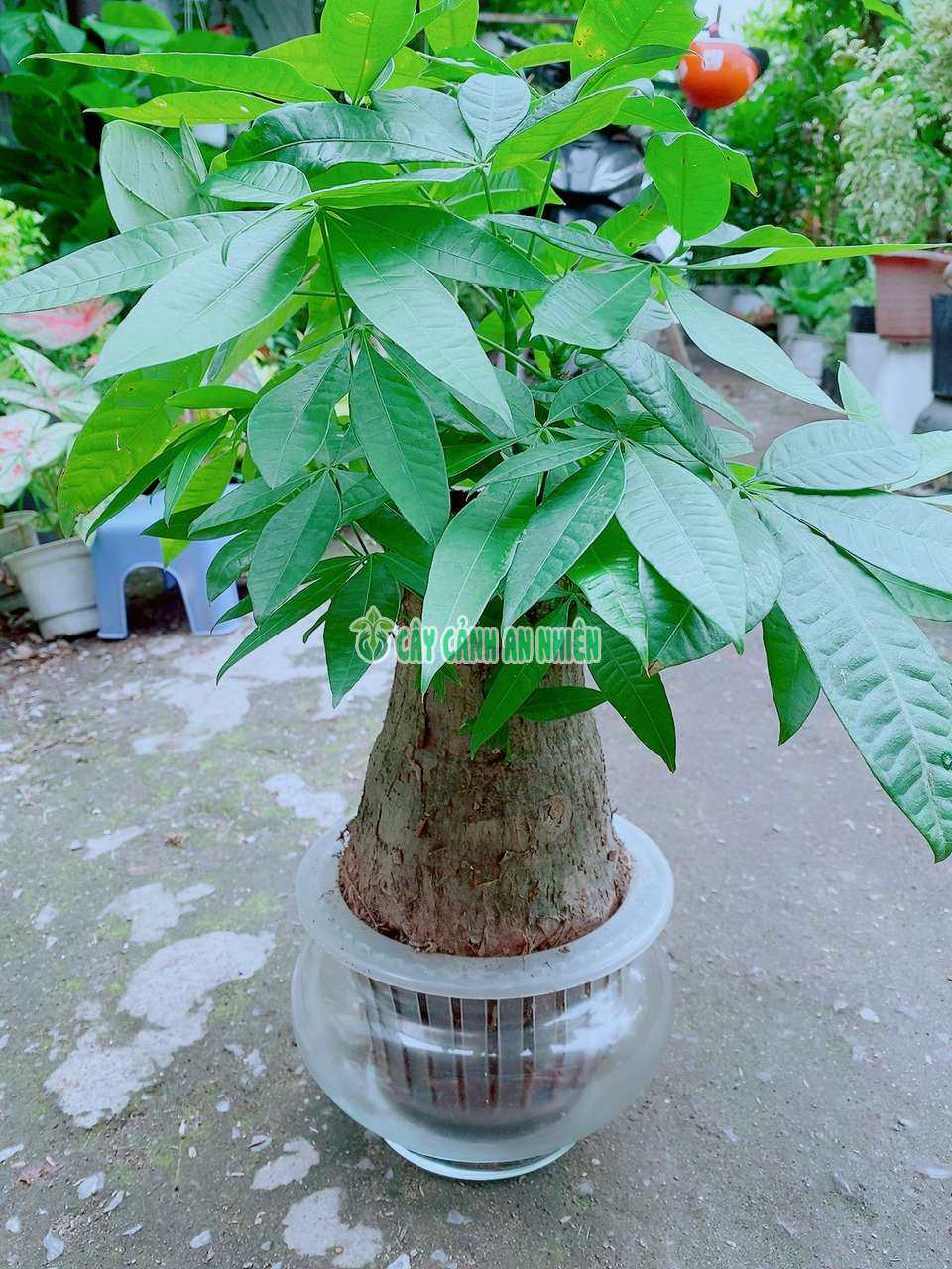 kim-ngan-mot-goc-thuy-sinh-3