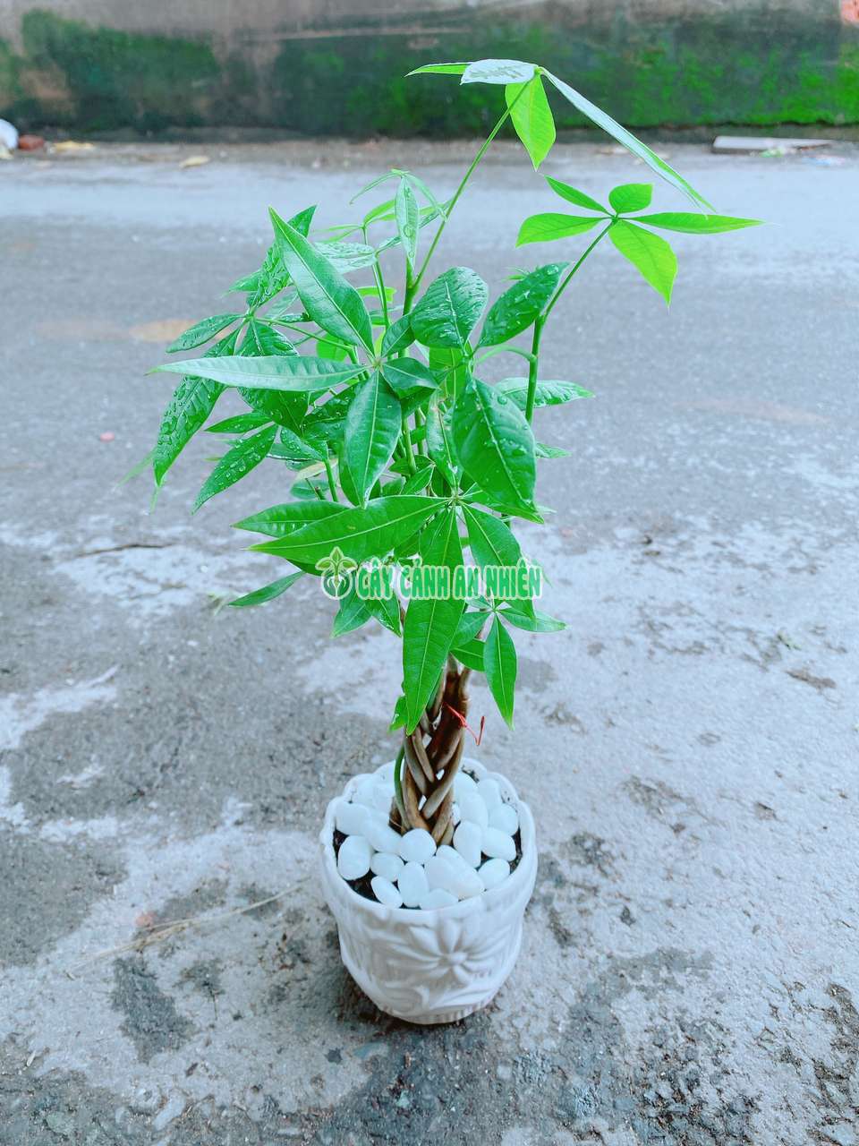 kim-ngan-that-binh-mini-3