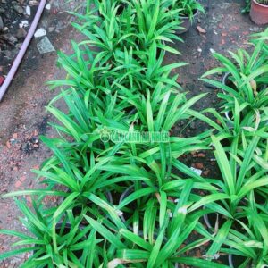 Bụi Lá Dứa Nấu Xôi la-dua-nau-xoi-2