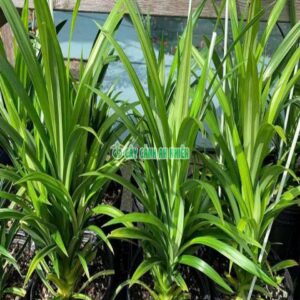 Bụi Lá Dứa Nấu Xôi la-dua-nau-xoi-4