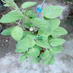 Cây Lá Mơ Lông (hay còn gọi là mơ tam thể, dây mơ tròn) la-mo-2