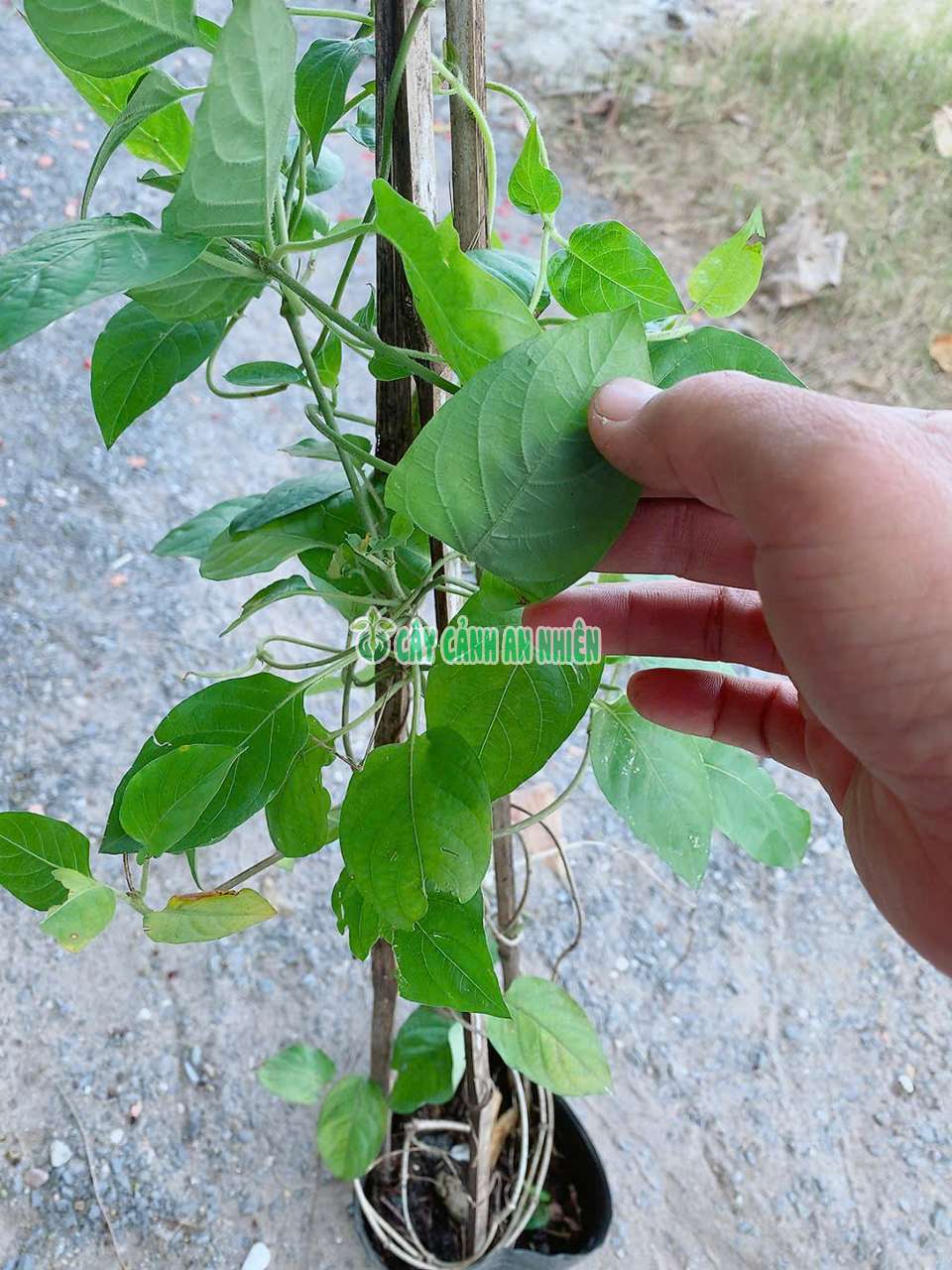 la-mo-xanh-1